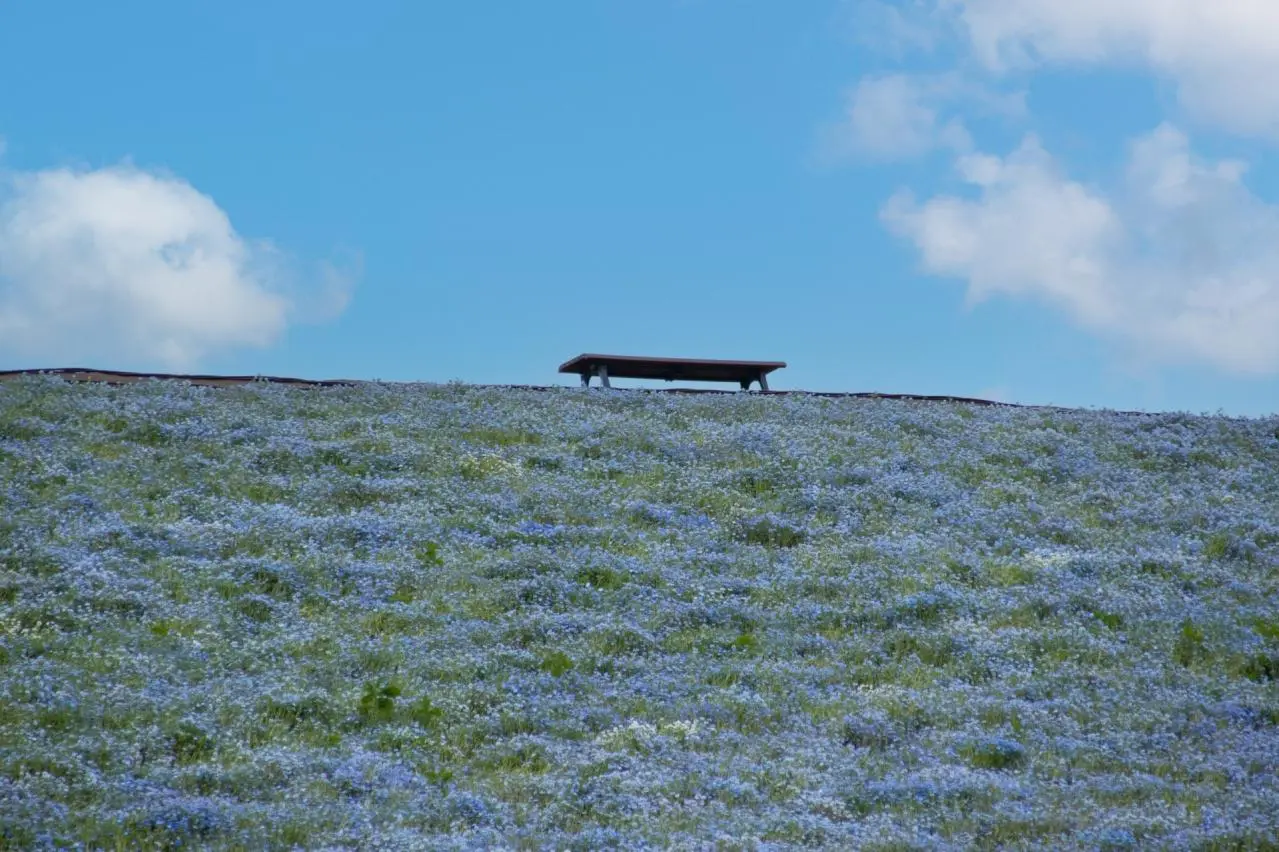 ネモフィラの丘