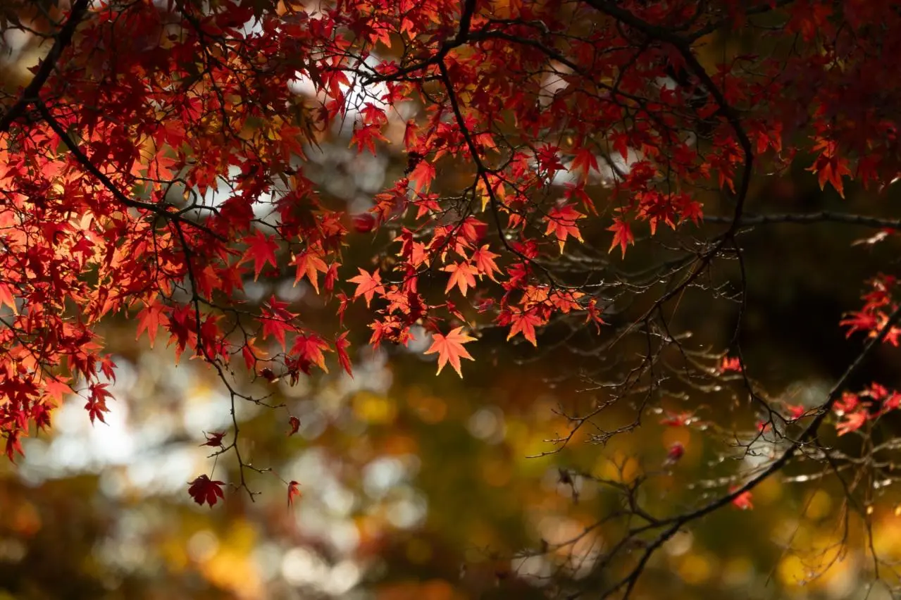 京都　建仁寺　紅葉
