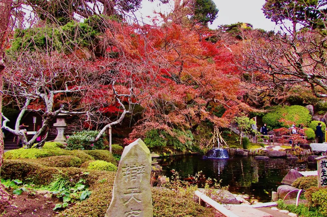 鎌倉の長谷寺の紅葉