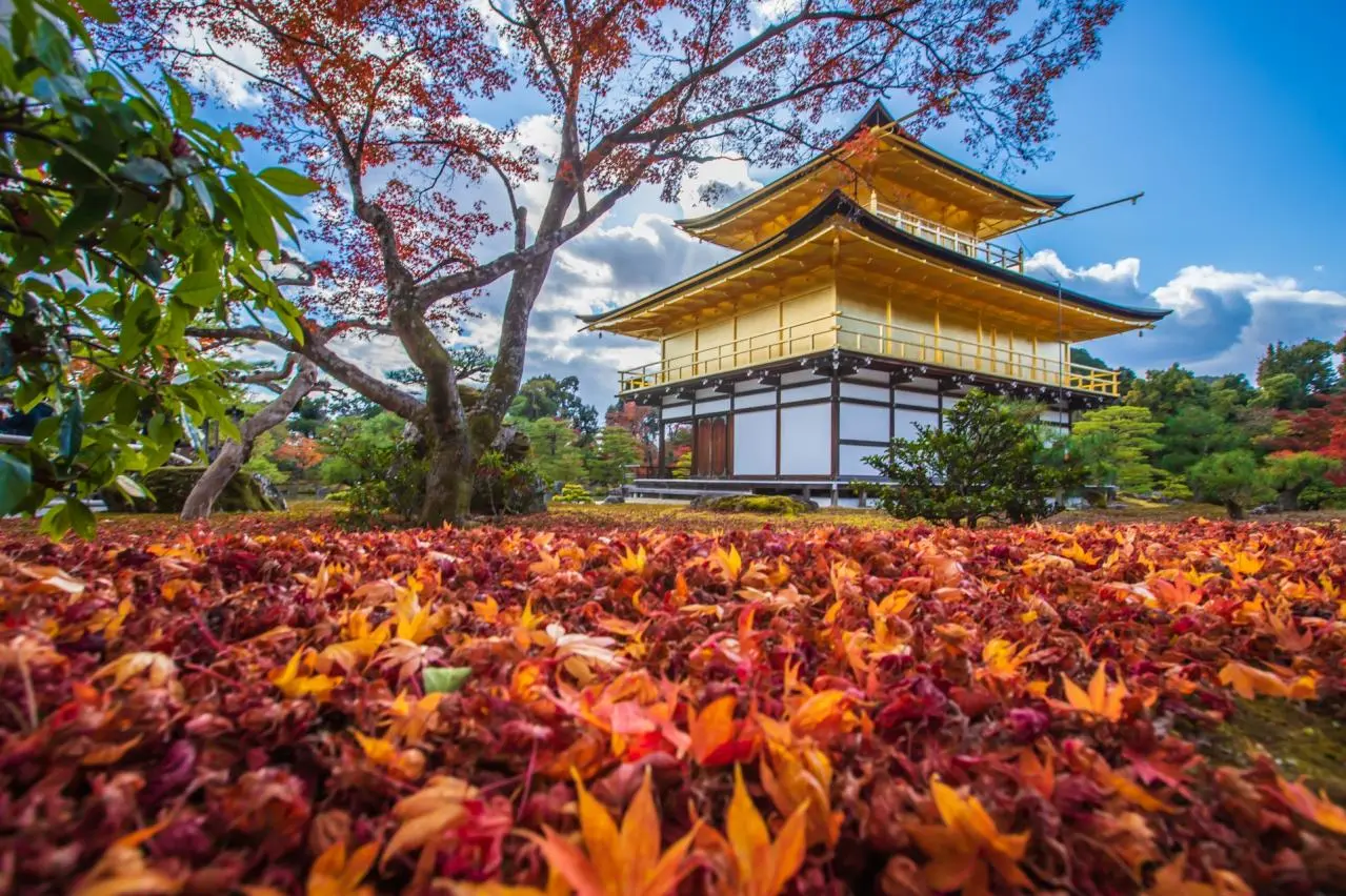 京都府　金閣寺の紅葉