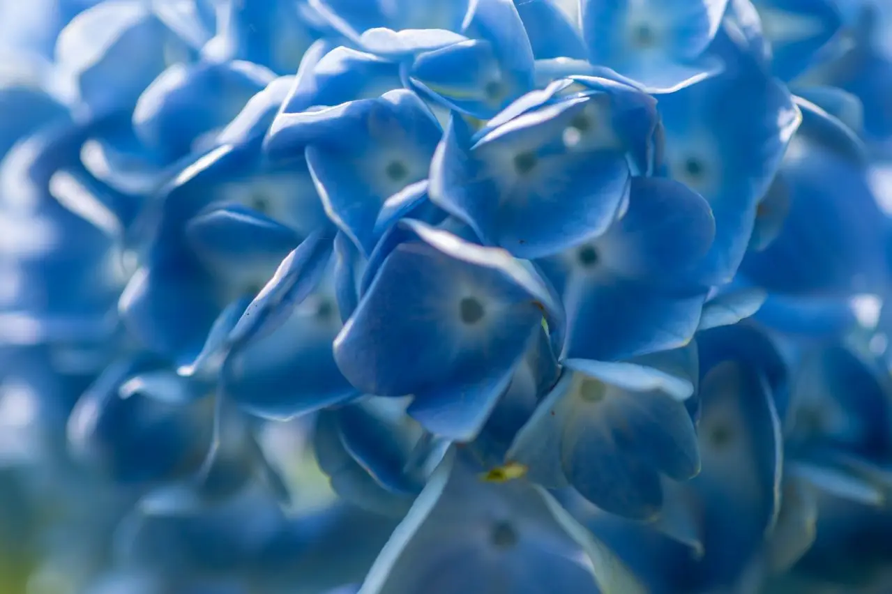 明月院のあじさい