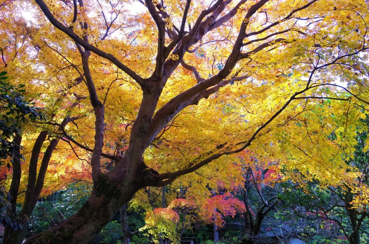 明月院の紅葉