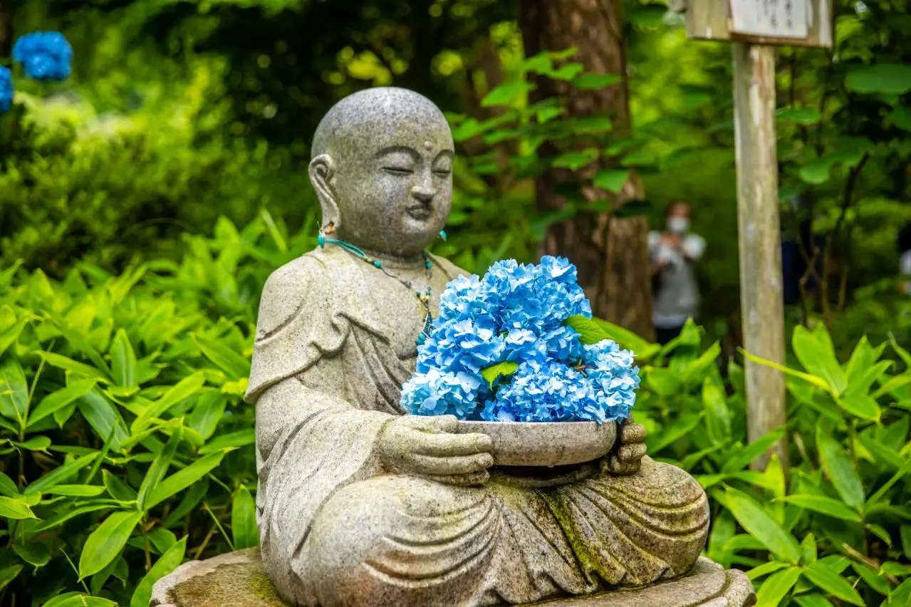 明月院のあじさい