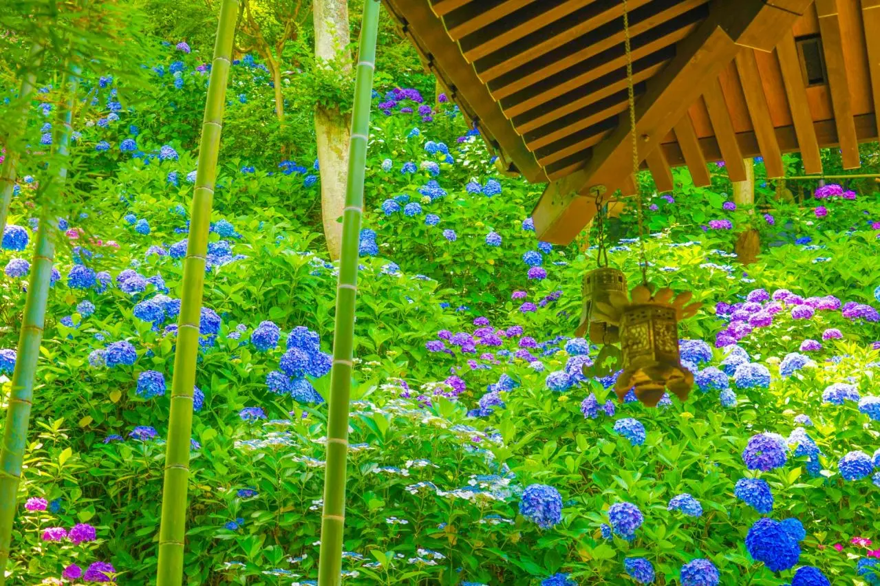 紫陽花と竹林