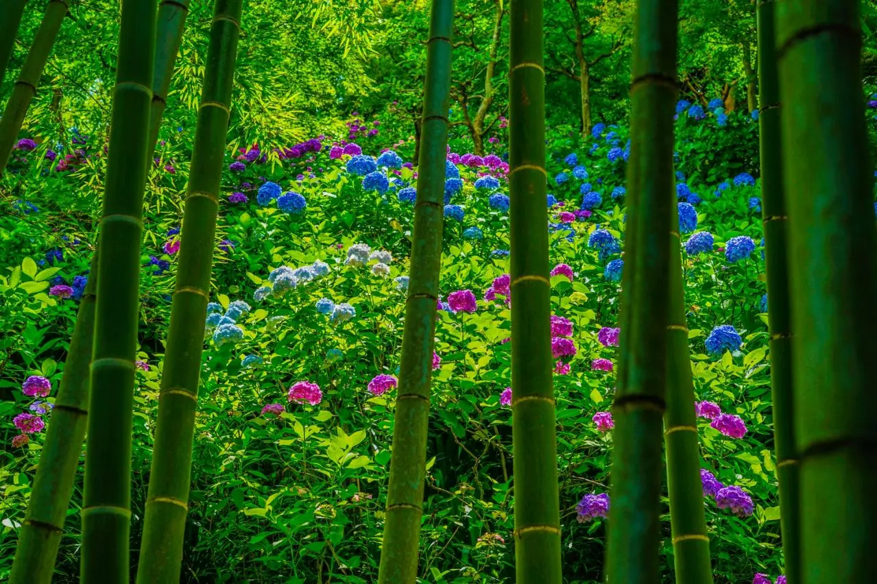 紫陽花と竹林