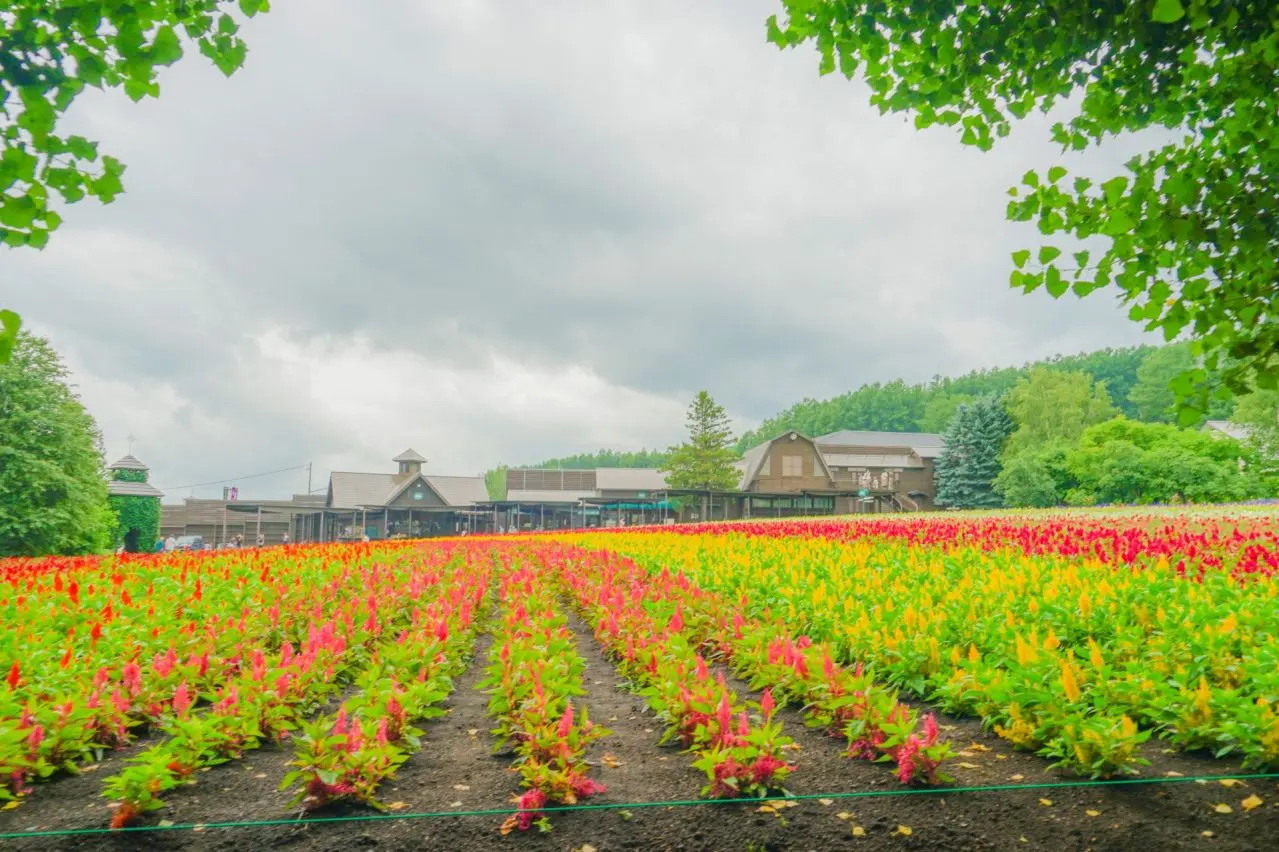 ファーム富田 色とりどりの花