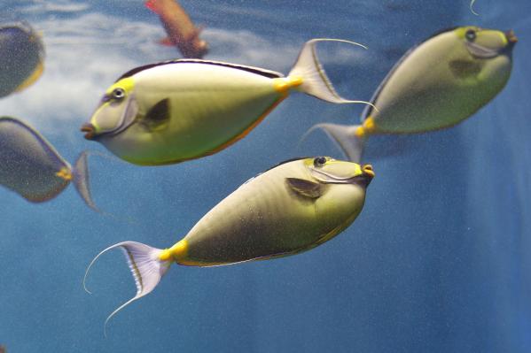 Sumida Aquarium