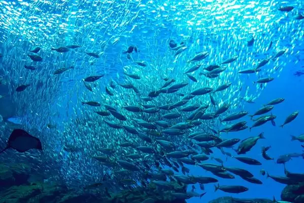 仙台海之杜水族館
