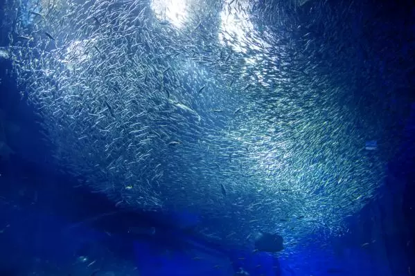 AQUA WORLD茨城縣大洗水族館