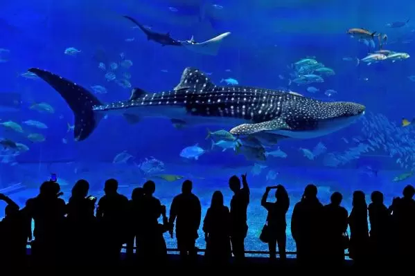 冲绳美丽海水族馆