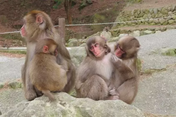 Takasaki Mountain Natural Zoo