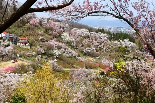 花見山公園