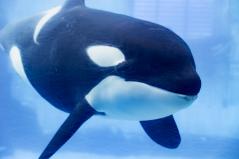 名古屋港水族館