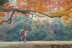 奈良公園