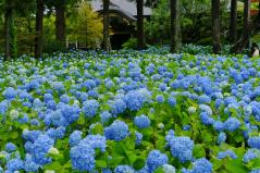 雲昌寺のアジサイ
