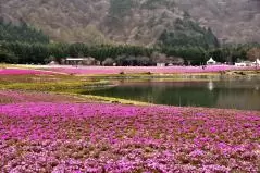 富士芝桜まつり