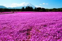 ピンク色が映える富士山とシバザクラ