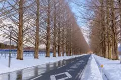 冬のメタセコイア並木