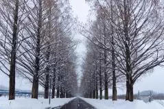 冬のメタセコイア並木