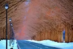 冬のメタセコイア並木