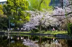 上野公園の風景