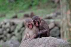 濡れた体を温め合うような子ザルたち