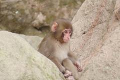 高崎山自然動物園のニホンザル