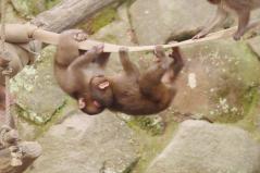 高崎山自然動物園