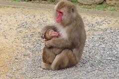 高崎山自然動物園のニホンザル