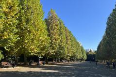 新宿御苑　紅葉