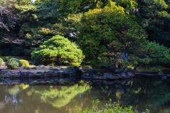 色合いが素敵な新宿御苑の池