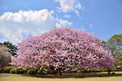 新宿御苑の春