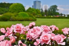 新宿御苑の春バラ