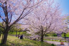 葛西臨海公園の満開の桜