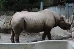 上野動物園 サイ