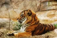 上野動物園 トラ