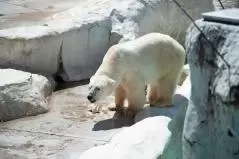 食事中のホッキョクグマ