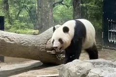 上野動物園 パンダ