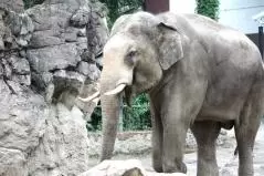 上野動物園 ゾウ