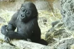 ニシゴリラの赤ちゃん