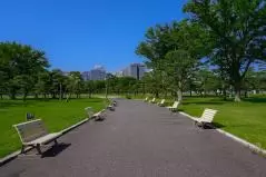 皇居外苑大芝生広場のクロマツとベンチ