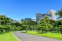 皇居周辺の美しい松林と都心のビジネス街