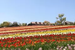 ハーベストの丘　