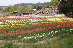 ハーベストの丘