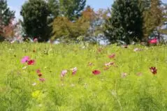 ハーベストの丘