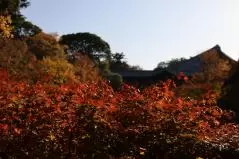 東福寺のもみじ