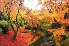  東福寺の絵画のような紅葉