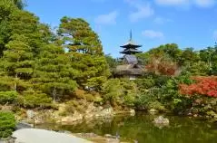 京都市仁和寺の宸殿北庭から五重塔を望む