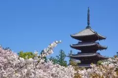 京都　御室桜が満開の仁和寺