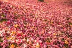 京都府　東福寺の紅葉